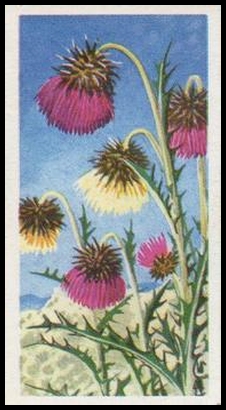 26 Musk Thistle